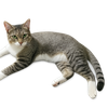 Cat transparent background