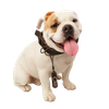Dog transparent background