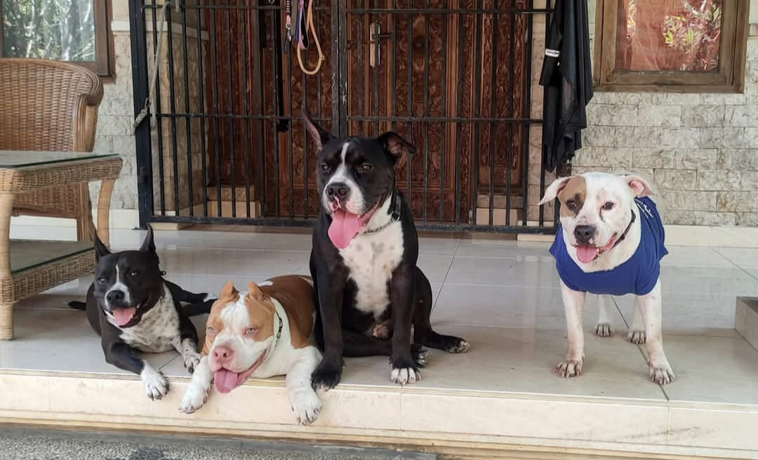 Four family dogs together on the porch in Bali