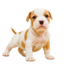 Puppy transparent background